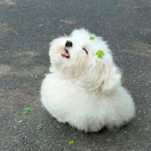 롤 rp판매합니다 이미지