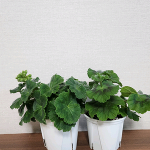 제라늄 25.20,심프랄린