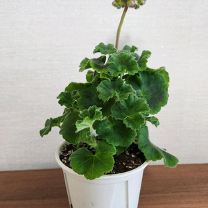 제라늄 엘레나비스트리츠카야