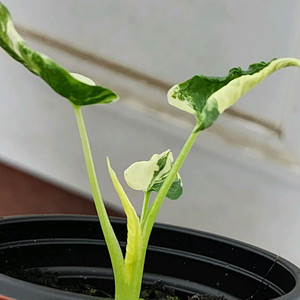 (S급무천) 알로카시아 크링클 드래곤테일 화이트 알보 바리에가타