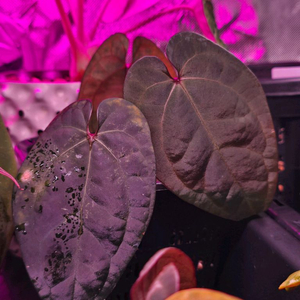 안스리움 에오스 self