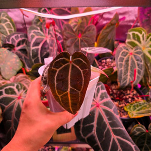 안스리움 블랙위도우x미쉘 self