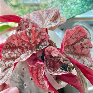 스노우캡 바리에가타