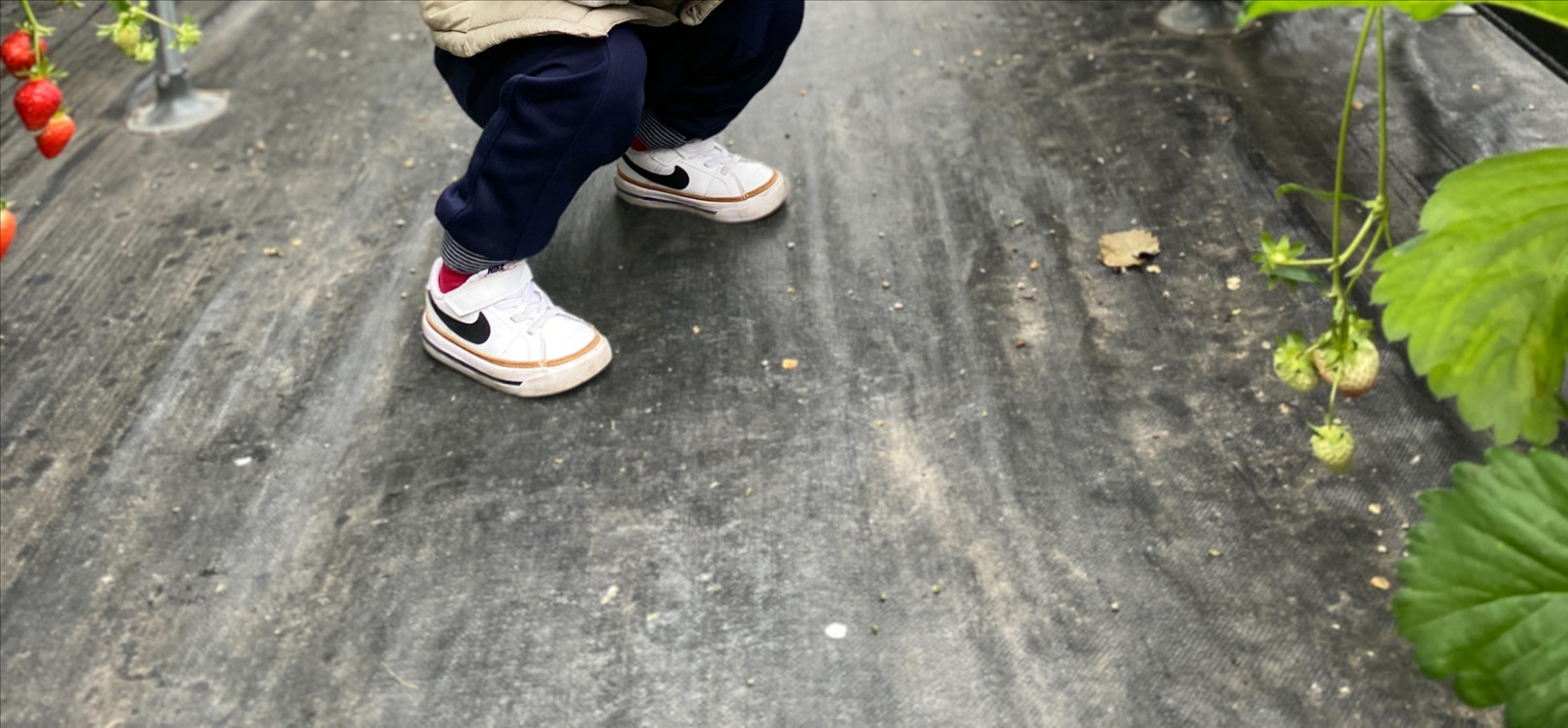 쌍둥이 운동화 코트레거시 160--3