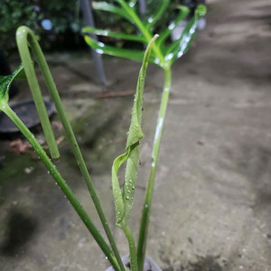 몬스테라 딜라체라타