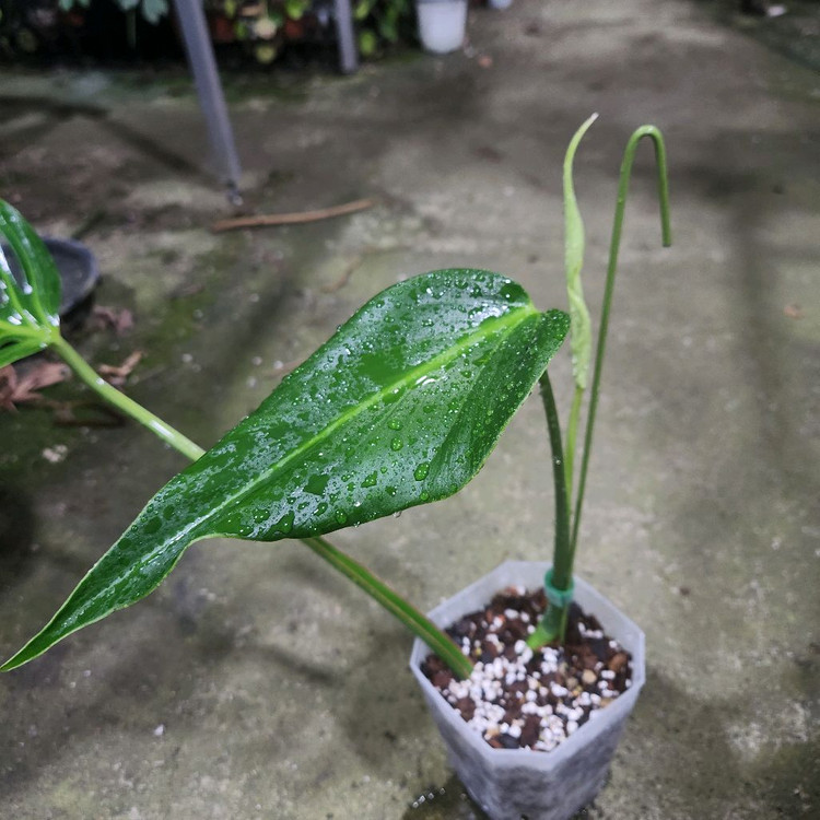 몬스테라 딜라체라타--1