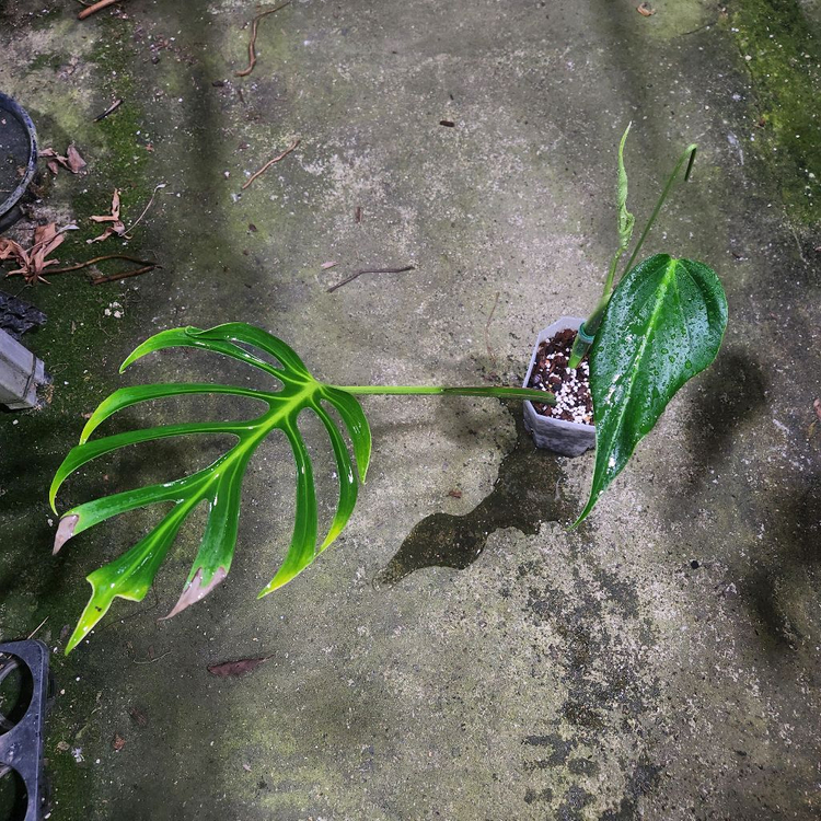 몬스테라 딜라체라타--2