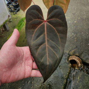 안스리움 자라미쉘 블랙스윗