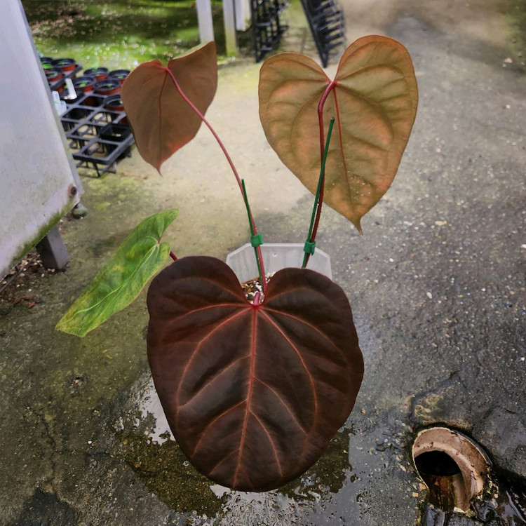 안스리움 자라미쉘 블랙스윗--3