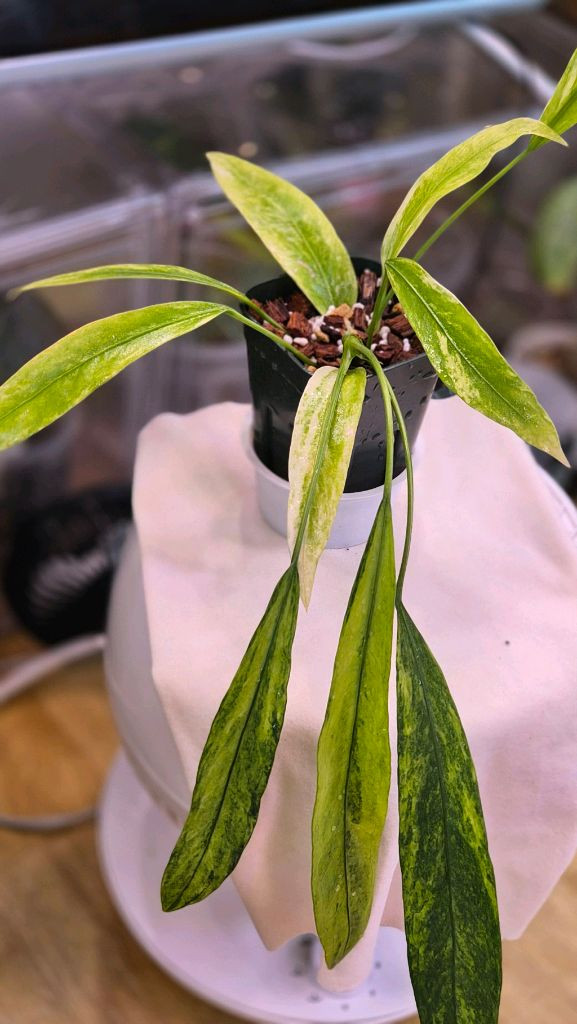 안스리움비타리폴리움바리에가타--2