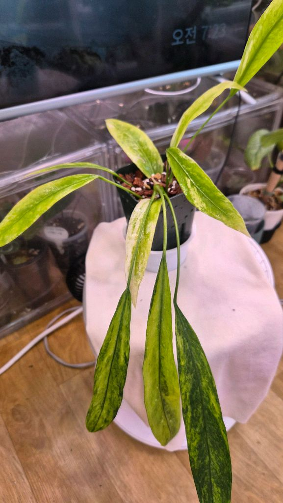 안스리움비타리폴리움바리에가타--3