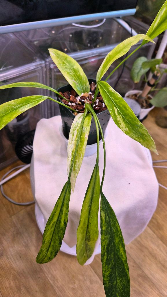 안스리움비타리폴리움바리에가타--4