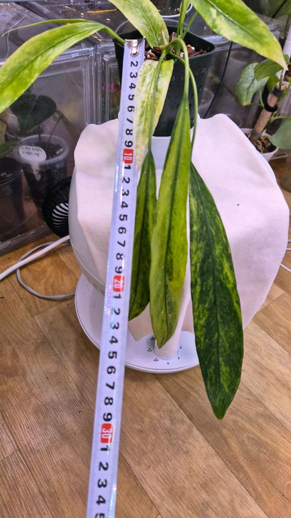 안스리움비타리폴리움바리에가타--1