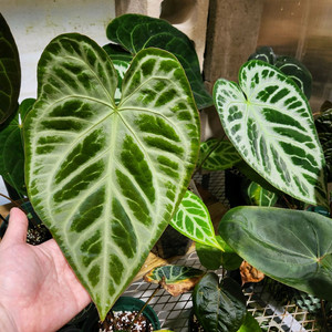 안스리움 black CRMG 핑크 원더보이 실버 블러쉬