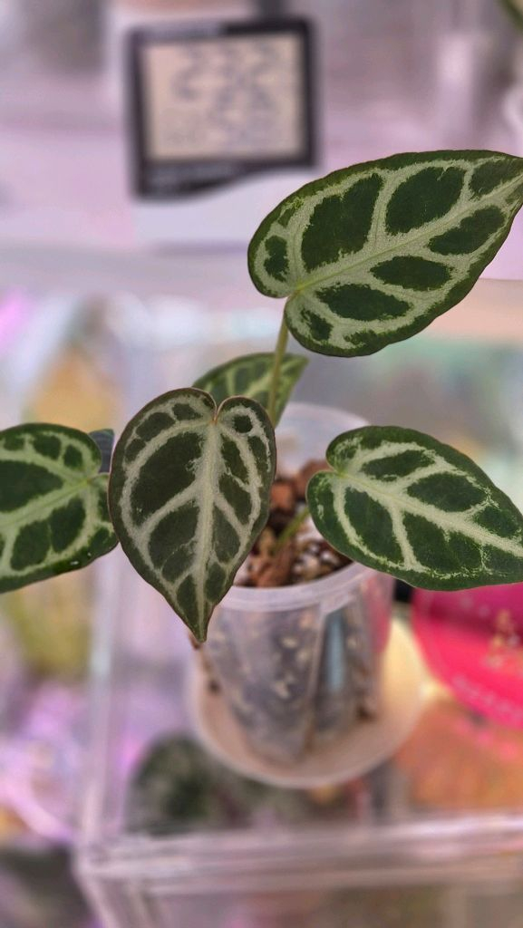 안스리움엔젤스드림--2