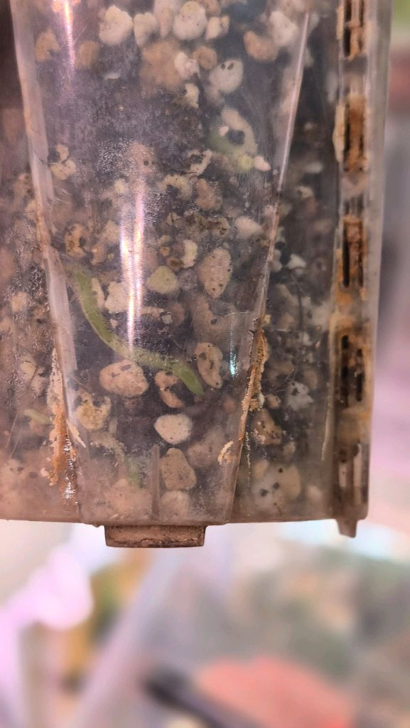 안스리움엔젤스드림--3