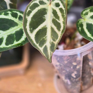 안스리움엔젤스드림