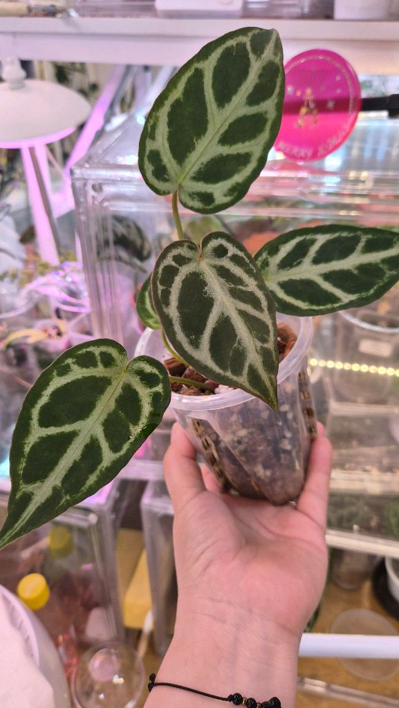 안스리움엔젤스드림--1