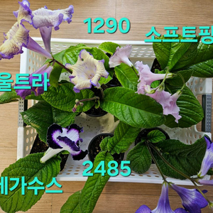 우크라이나의영광 포함 스트렙토카르푸스 6종 일괄분양