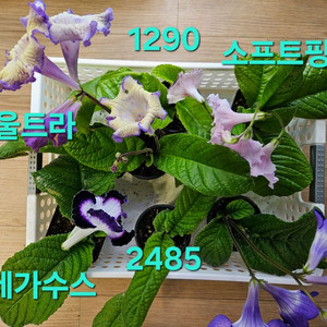 우크라이나의영광 포함 스트렙토카르푸스 6종 일괄분양