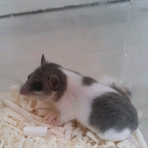 오레오 피그미다람쥐 이미지