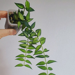 호야벨라 루이부아