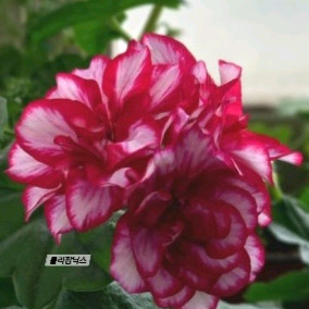 롤리팝닉스제라늄