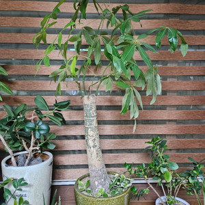 파키라대형화분