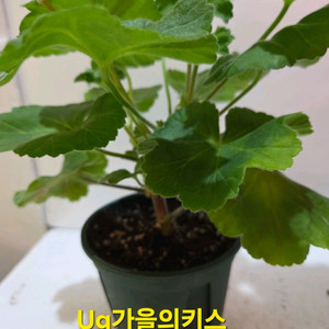 Ug가을의키스 러시아제라늄