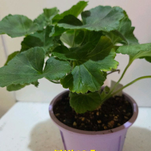 봄볕(뽀롱마미님) 제라늄 대품