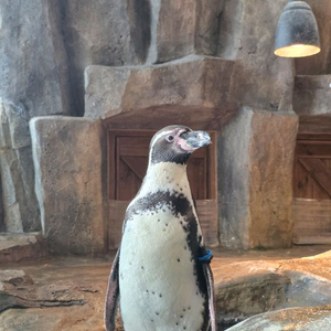 써론 라이트비x급처삽니다 이미지