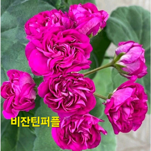 비잔틴퍼플 러시아제라늄 대품