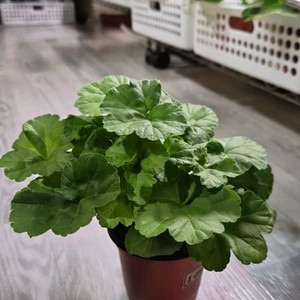 제라늄. 잎로맨틱썸