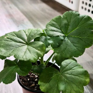 제라늄. 엔젤퍼프키스