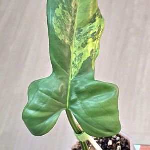 필로덴드론 비페니폴리움 바리에가타