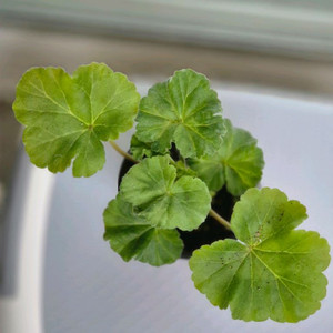 봄수채화 제라늄