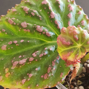 핑크무늬) 핫스팟베고니아