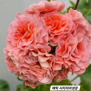 에릭 사자자리성운 그라찌아 나이팅게일의 노래 러시아제라늄 포함2종