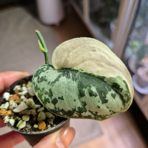 스킨답서스 엑조디카 마야리