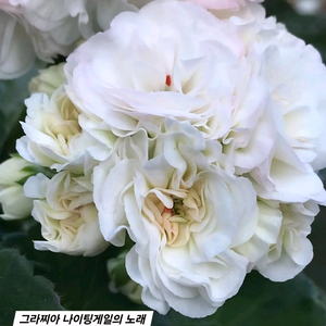 그라찌아 나이팅게일의 노래 UG 돈후안 러시아제라늄 2종