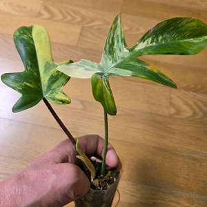 필로덴드롯 플로리다 뷰티 이미지