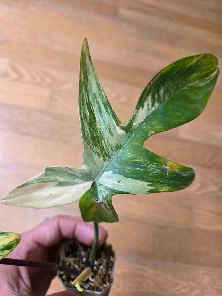 필로덴드롯 플로리다 뷰티 이미지