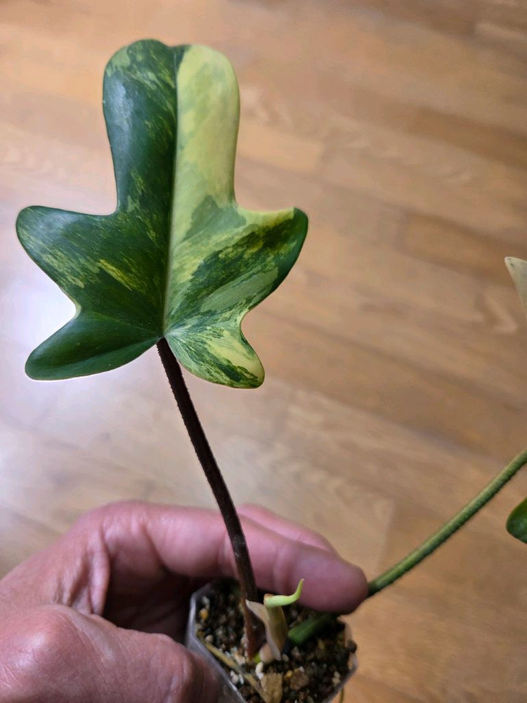 필로덴드롯 플로리다 뷰티 이미지