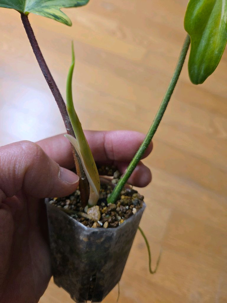 필로덴드롯 플로리다 뷰티 이미지