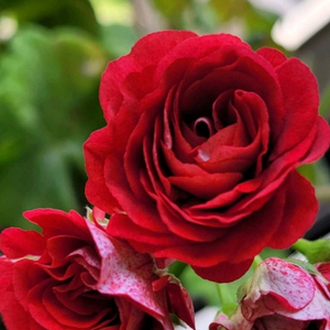 제라늄( 노래하는새 포함 대품 3종)