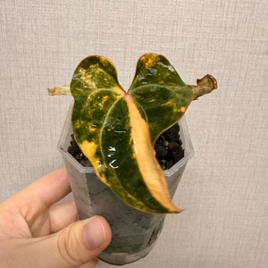 파필x에오스 바리 뮤테이션