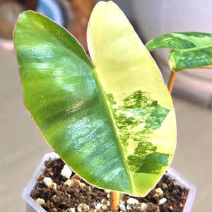 필로덴드론 버럴막스 바리에가타 이미지