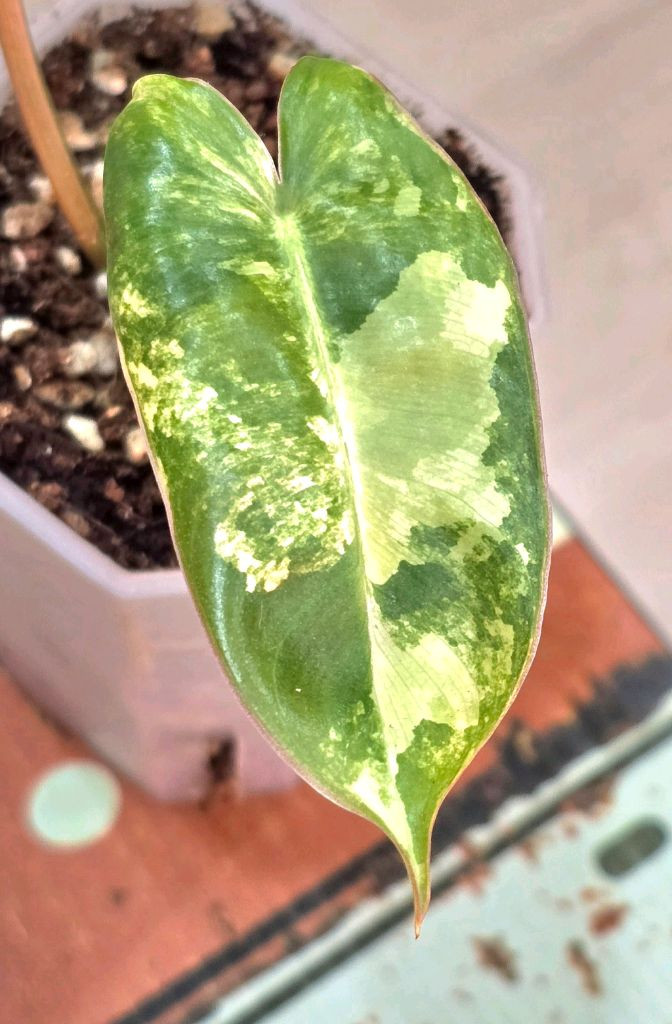 필로덴드론 버럴막스 바리에가타 이미지