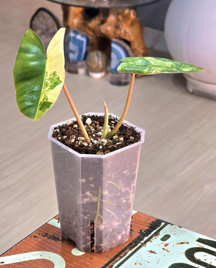 필로덴드론 버럴막스 바리에가타 이미지