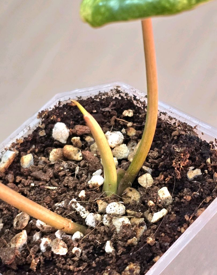 필로덴드론 버럴막스 바리에가타 이미지